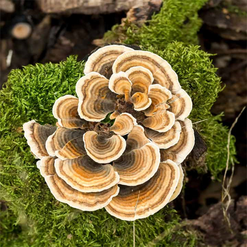 Turkey tail extract