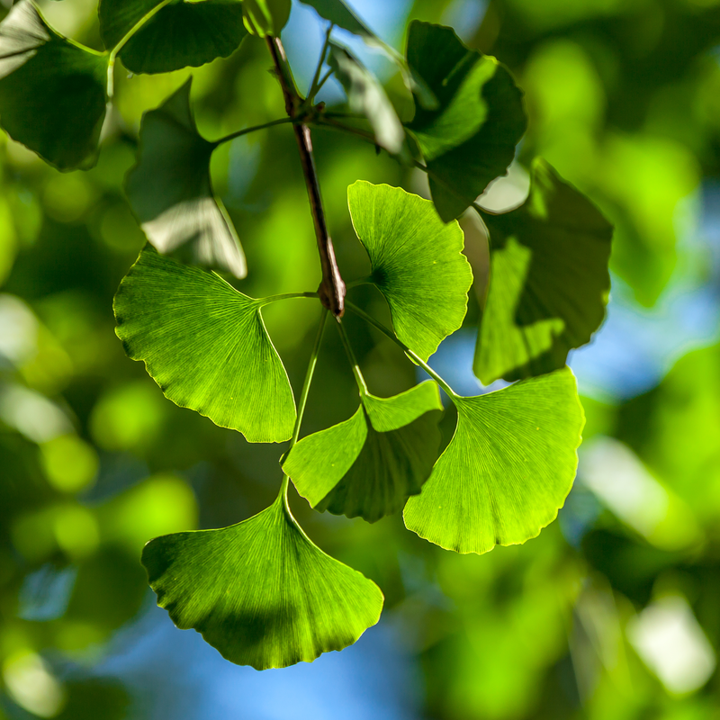 Ginkgo Biloba Extrac24/6