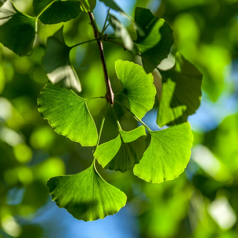 Ginkgo Biloba Extract USP 42
