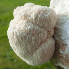 Lion's Mane Mushroom Extract