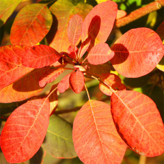 Cotinus Coggygria Extract