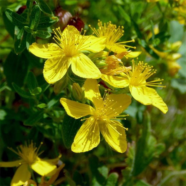 St John's wort extract