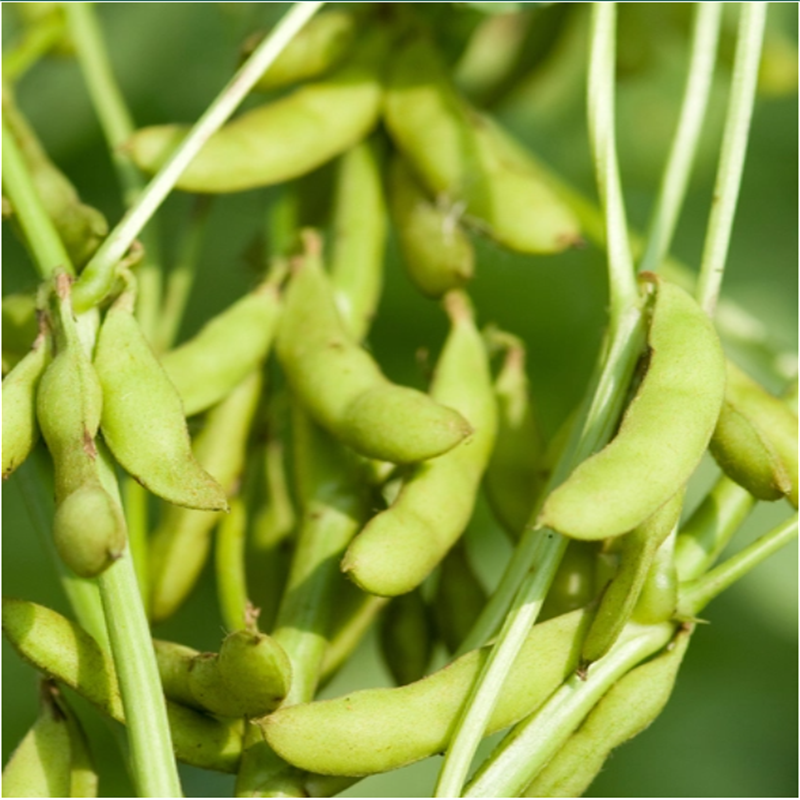 Soy extract