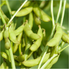 Soy extract