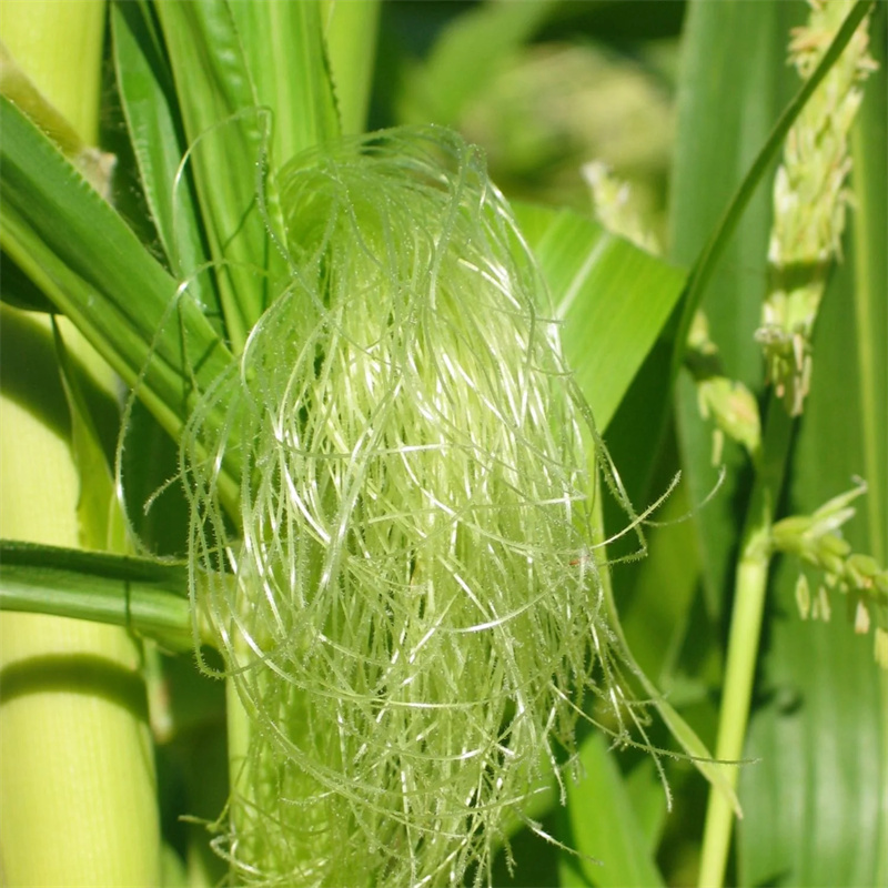 Corn silk extract