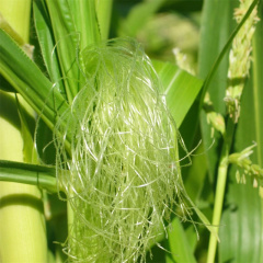 Corn silk extract