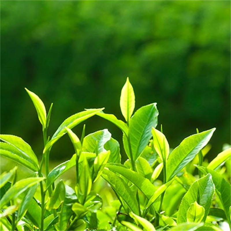 Instant Green tea powder