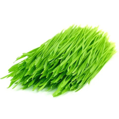 :Wheat Grass Juice Powder