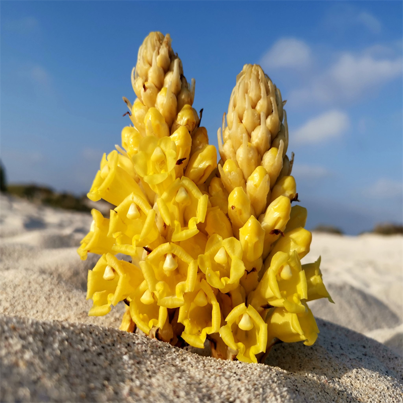 Cistanche Tubulosa Extract