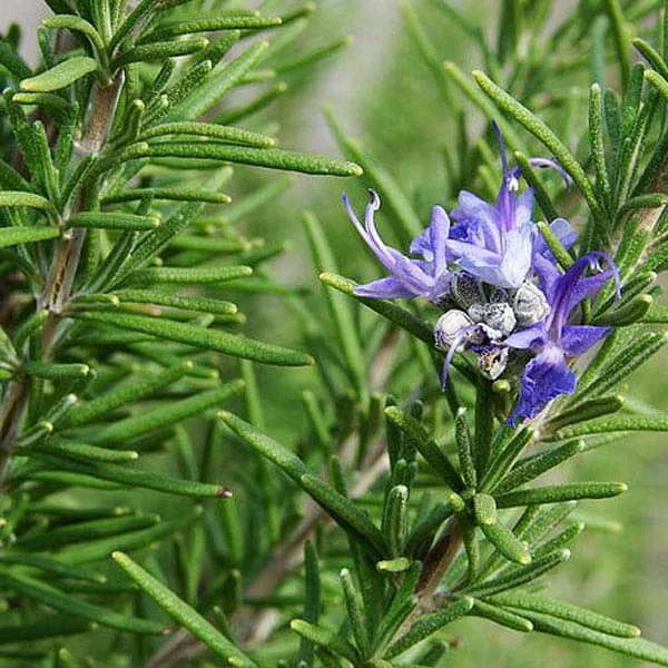 Rosemary extract