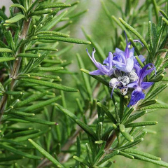Rosemary extract