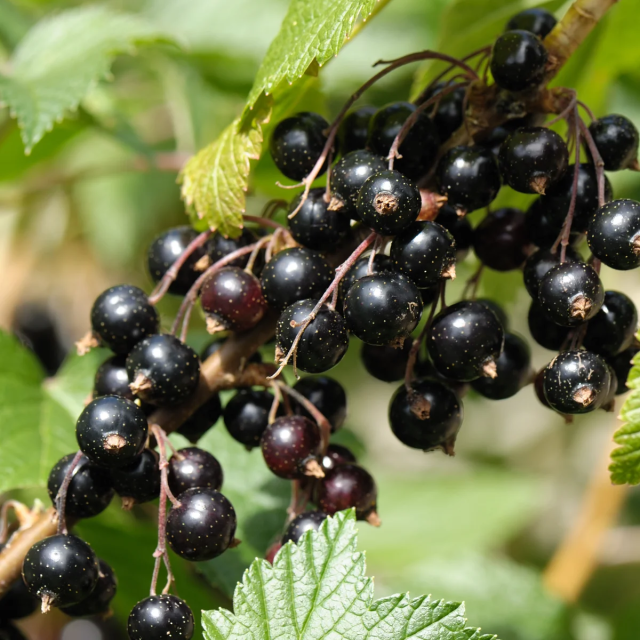 Blackcurrant Extract