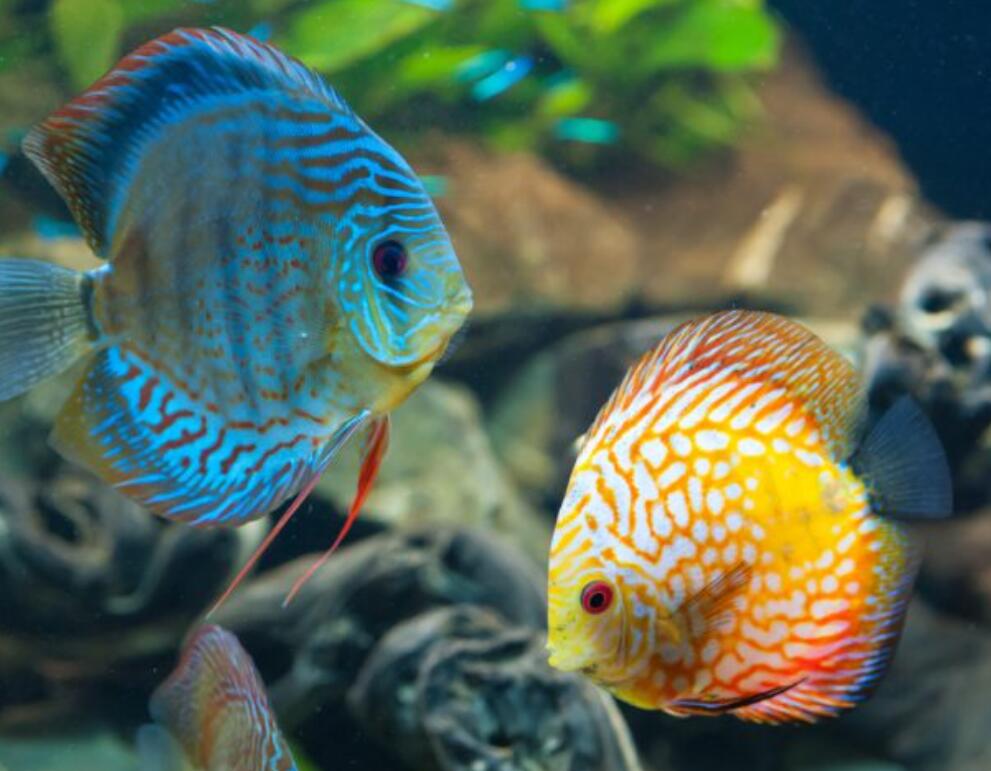 The Benefits of Ozone Application in Aquariums