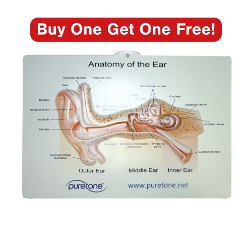 3D Ear Organs Wall Display