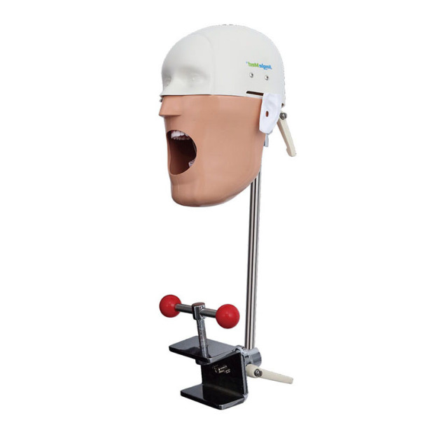 Dental Dummy Head For Training