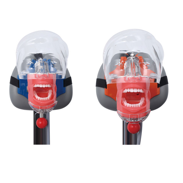 Dentist Practice Dummy Phantom Head JG-C6-3 | Dental Simulator Manikin for Student Training