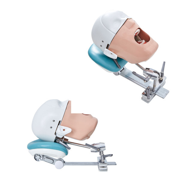Dental Mannequin Head Fixed On Chair