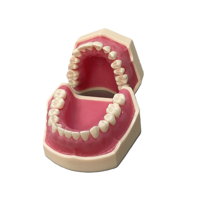 Dental Model X-Rays Practice Demonstration Model