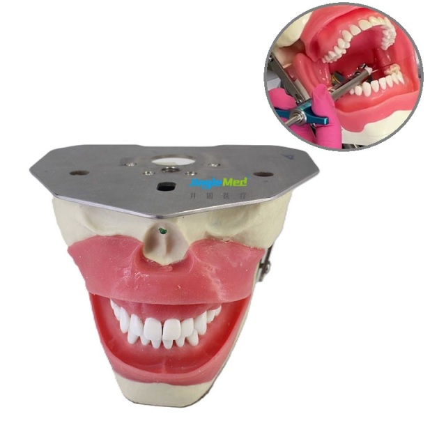 Dental Anesthesia Model for anesthesia and tooth extraction