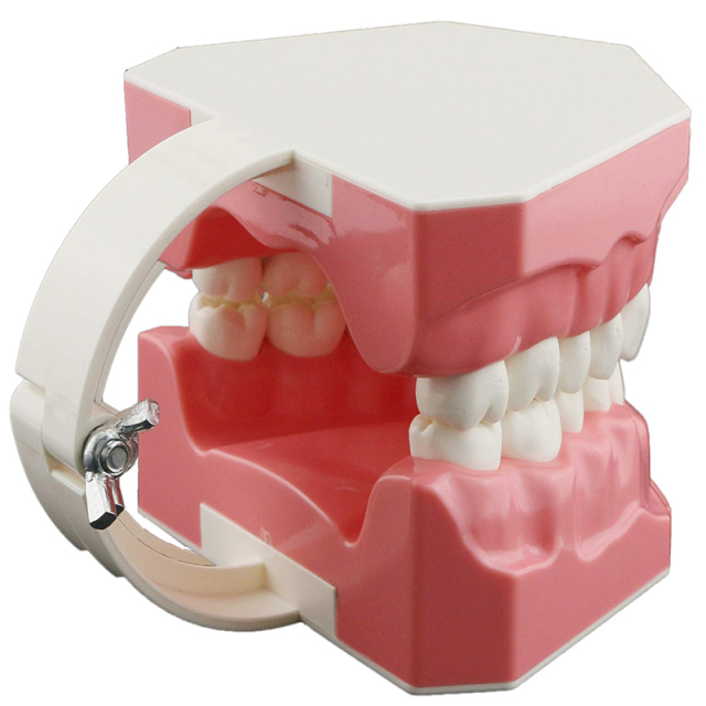 Dental Model Brushing Flossing Practice Teeth Typodonts Mode 1.5 times Size