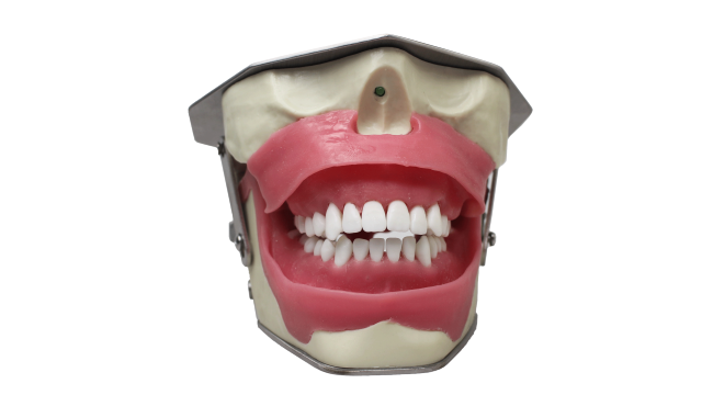 Dental Anesthesia Model for anesthesia and tooth extraction