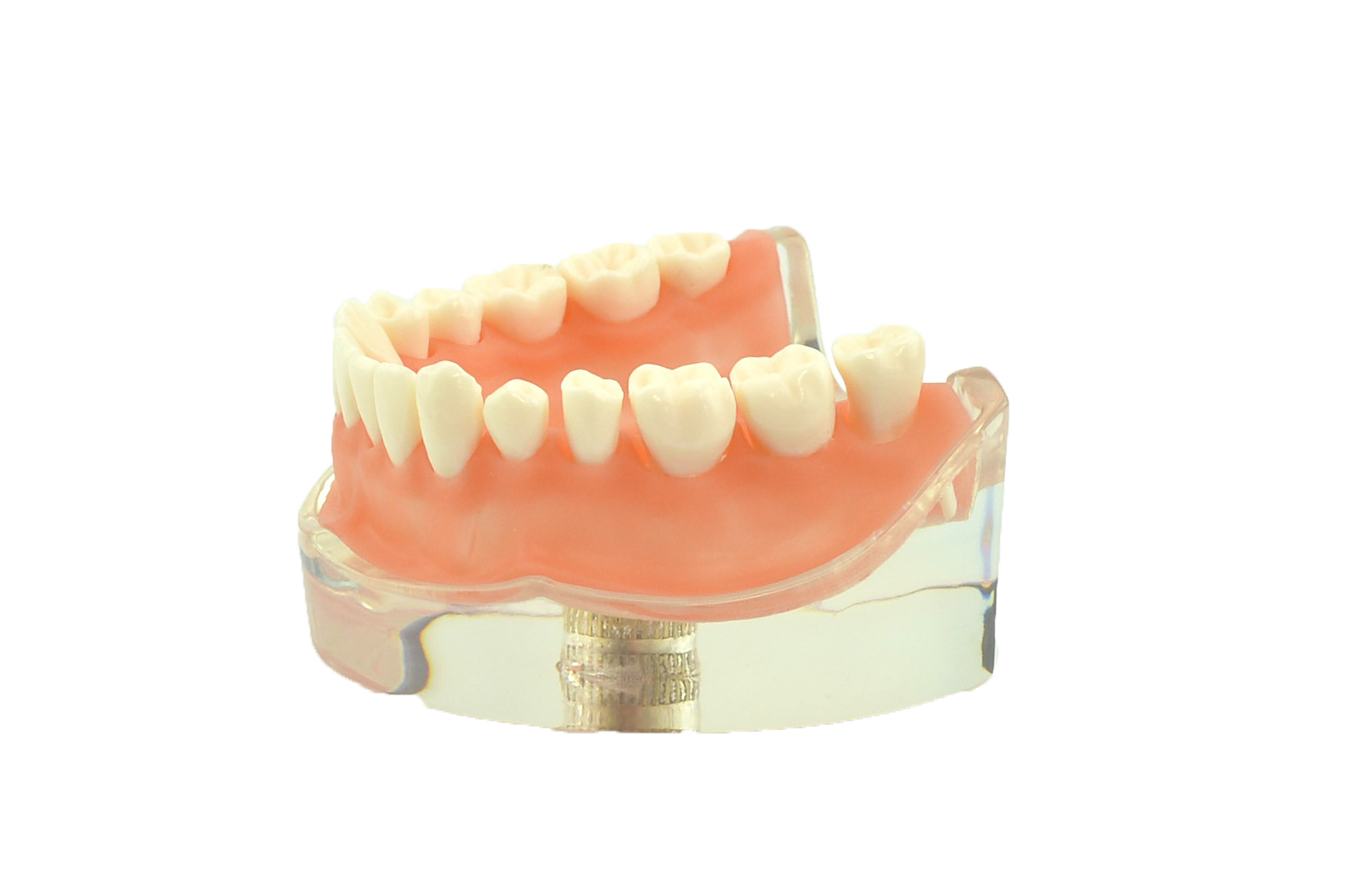 Dental Typodont Model Standard Study Teaching Dental Mode