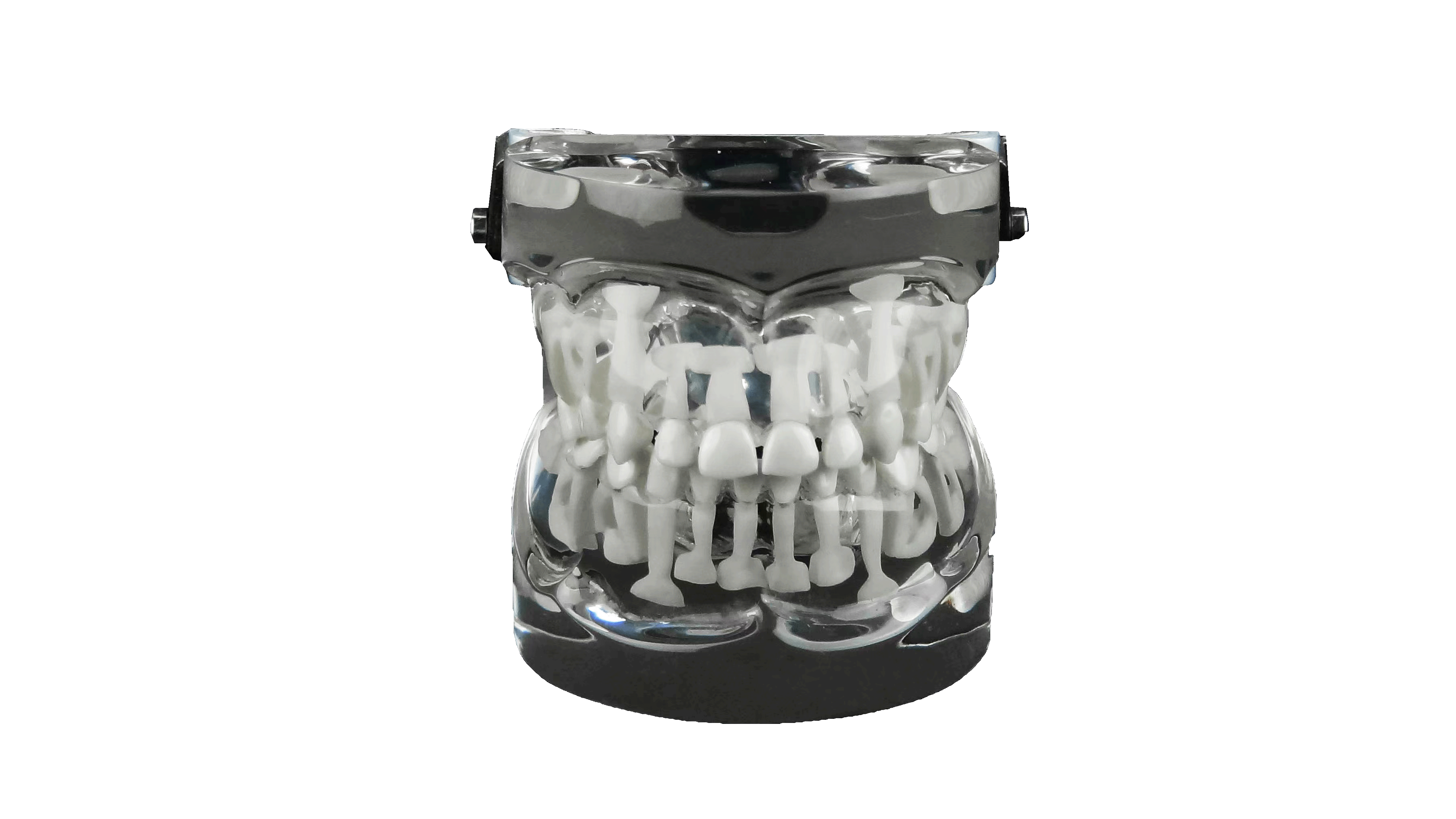 Transparent Adult Dentition Dental Model – 28 Teeth for Demonstration and Teaching