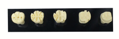 Full Crown Preparation Dental Model with Electric Handpiece