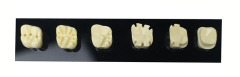 Full Crown Preparation Dental Model with Electric Handpiece