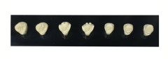 Full Crown Preparation Dental Model with Electric Handpiece
