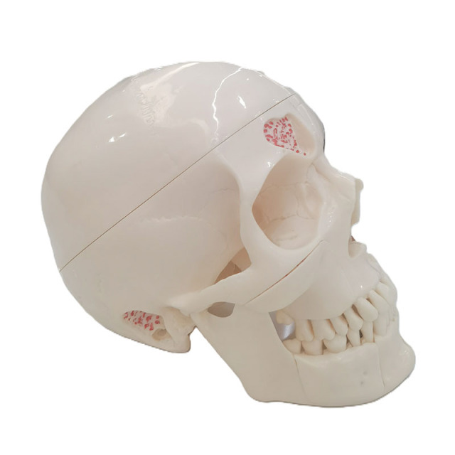 Dental Skull Model - Perfect for Dentistry and Medical Students
