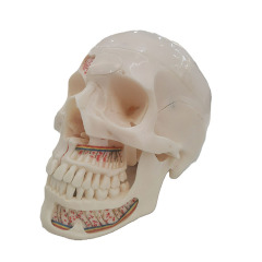 Dental Skull Model - Perfect for Dentistry and Medical Students