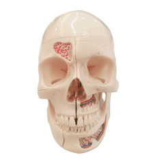 Dental Skull Model - Perfect for Dentistry and Medical Students