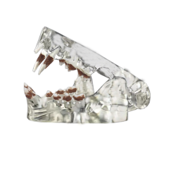 Crystal Clear Cat Dental Model with Tartar - Ideal for Veterinary Education and Student Practice