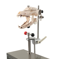 Resin Dog Skull Model with Dental Calculus