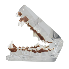 Crystal Clear Dog Dental Model with Tartar - Essential for Veterinary Education and Student Training