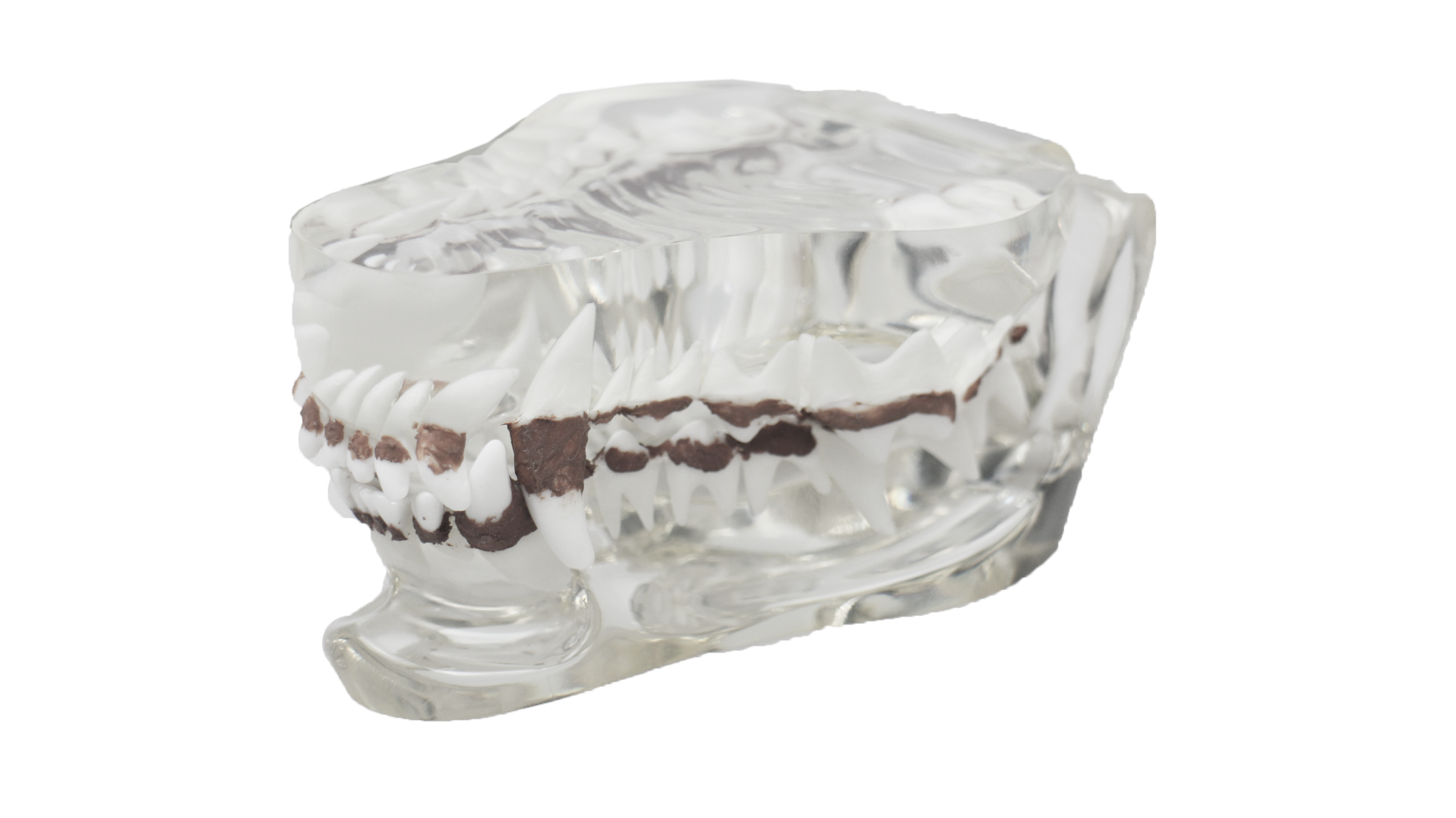 Crystal Clear Dog Dental Model with Tartar - Essential for Veterinary Education and Student Training