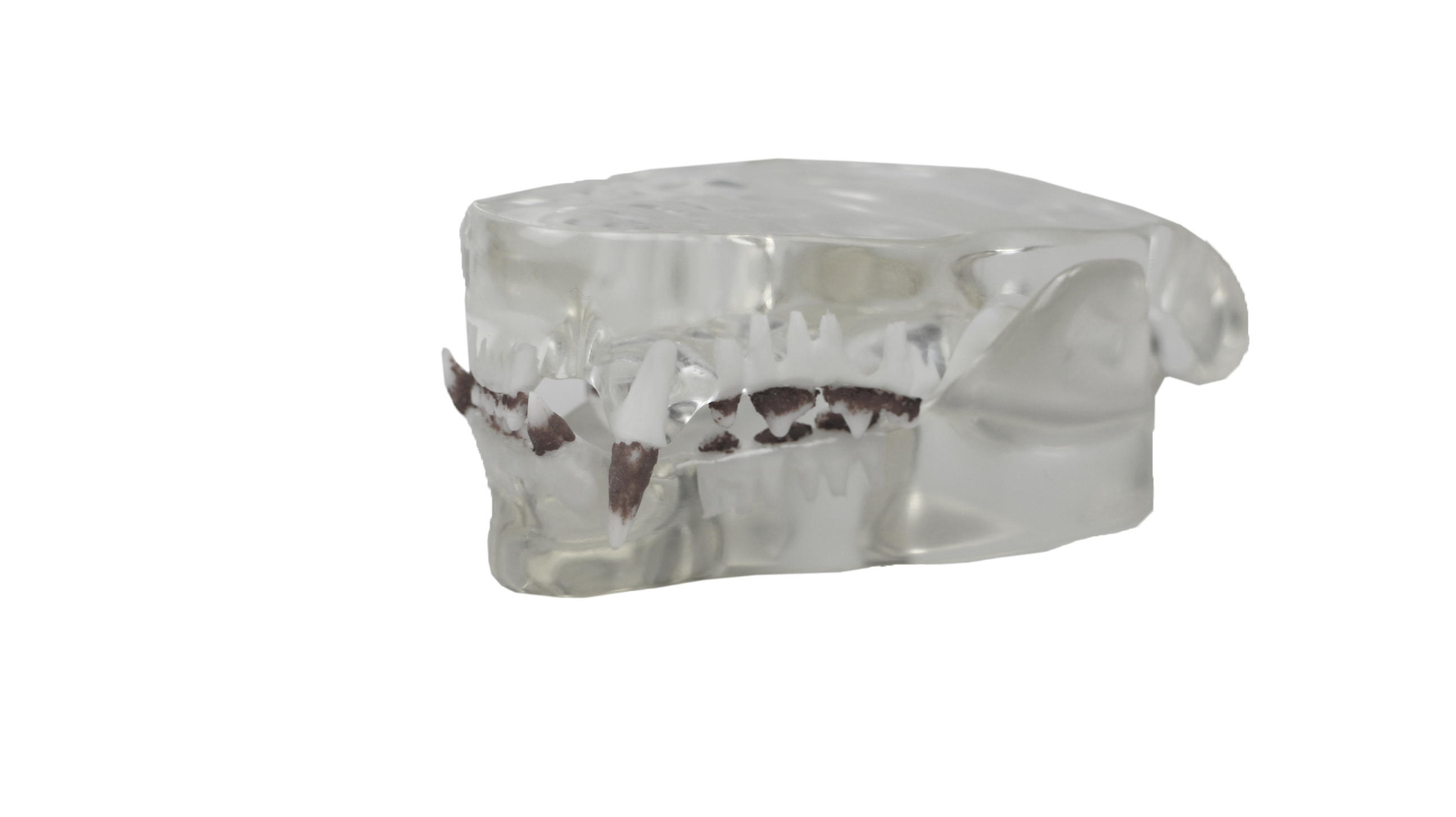 Crystal Clear Cat Dental Model with Tartar - Ideal for Veterinary Education and Student Practice