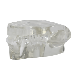 Crystal Clear Cat Dental Model - Perfect for Veterinary Clinics and Educational Purposes