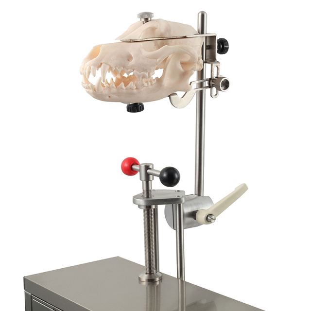 Resin Dog Skull Model Tailored for Veterinary Students