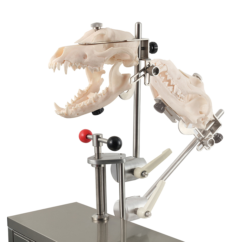 Resin Dog Skull Model Tailored for Veterinary Students