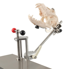 Resin Dog Skull Model Tailored for Veterinary Students