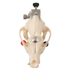 Resin Dog Skull Model Tailored for Veterinary Students