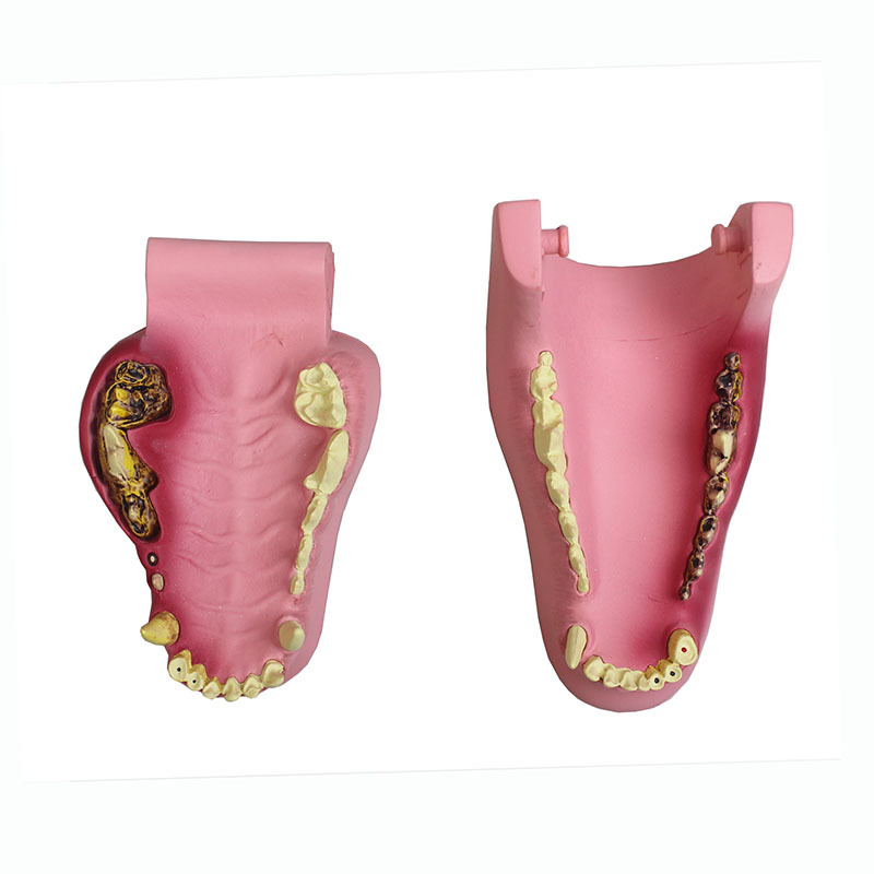 Canine Dental Model with Decay and Swelling Features for Veterinary Education and Implant Practice