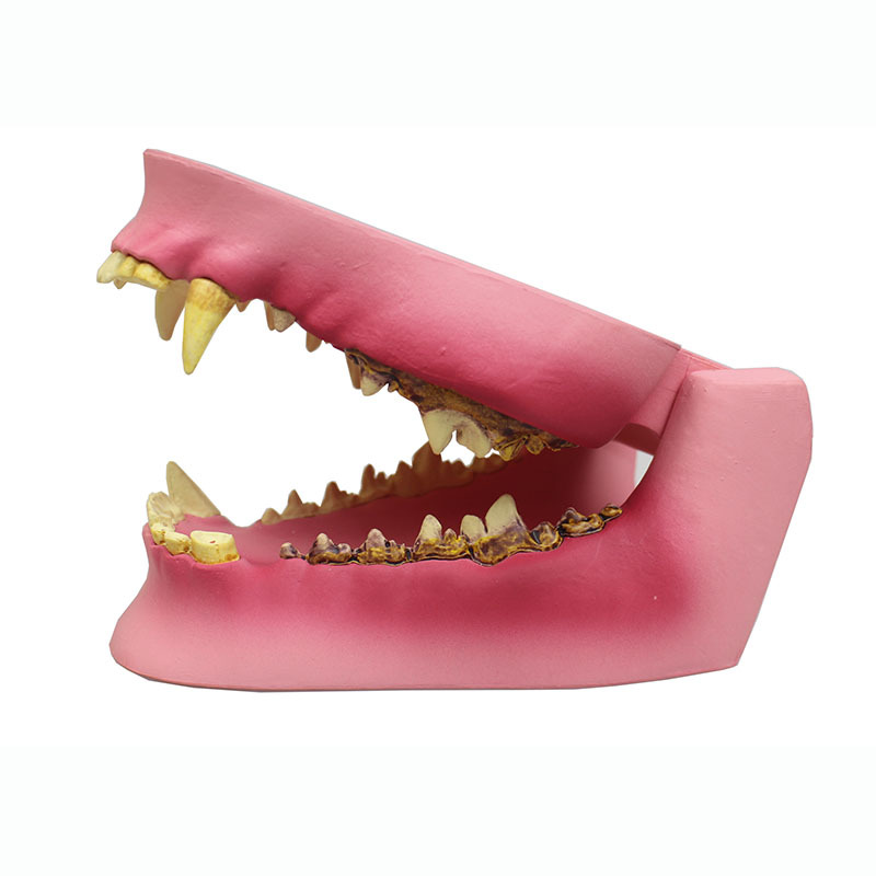 Canine Dental Model with Decay and Swelling Features for Veterinary Education and Implant Practice