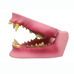 Canine Dental Model with Decay and Swelling Features for Veterinary Education and Implant Practice