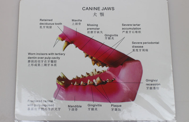 Canine Dental Model with Decay and Swelling Features for Veterinary Education and Implant Practice