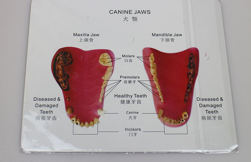 Canine Dental Model with Decay and Swelling Features for Veterinary Education and Implant Practice