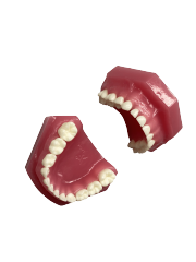 Deciduous Teeth Model For Child Jaw Development