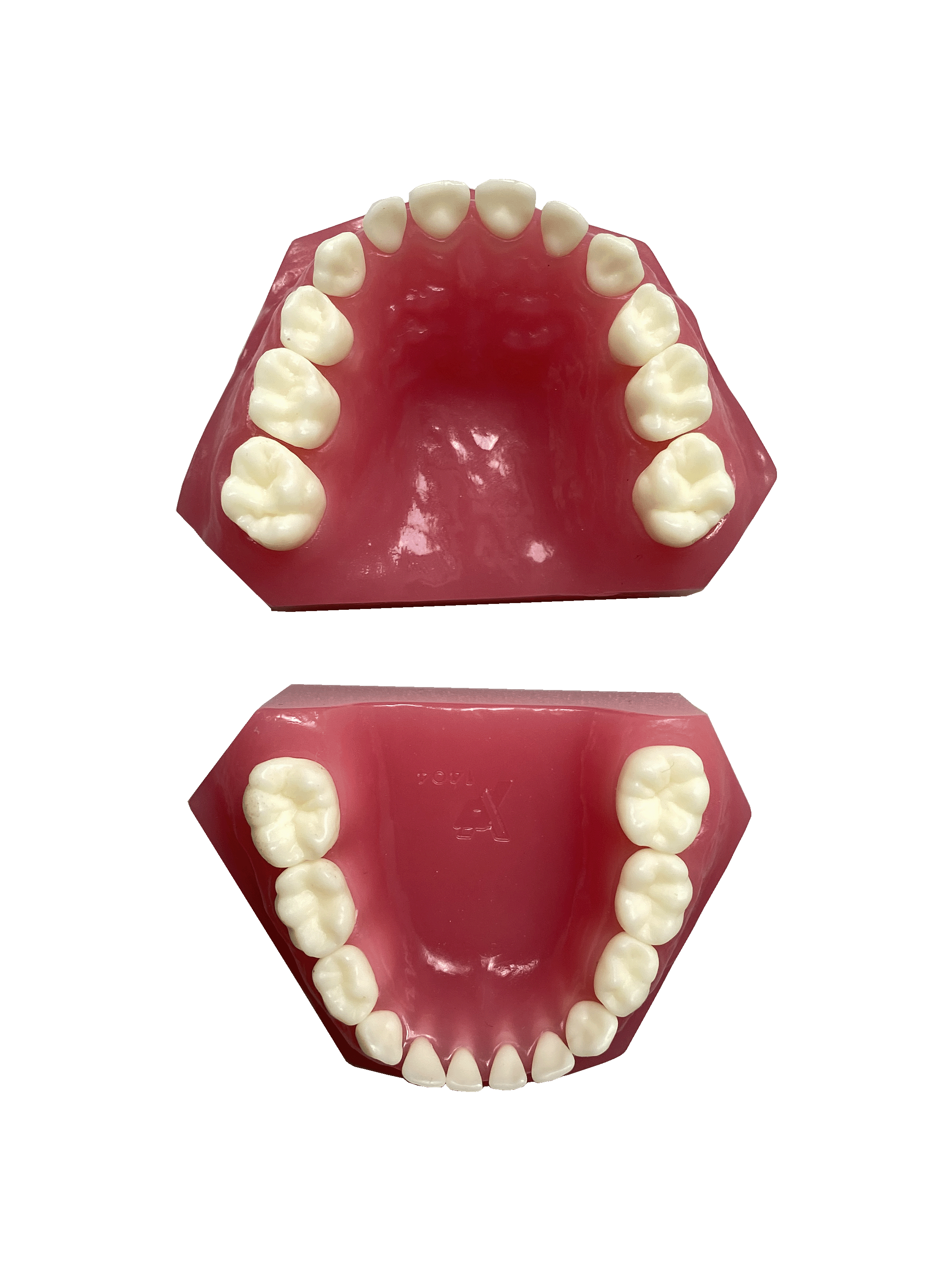 Deciduous Teeth Model For Child Jaw Development